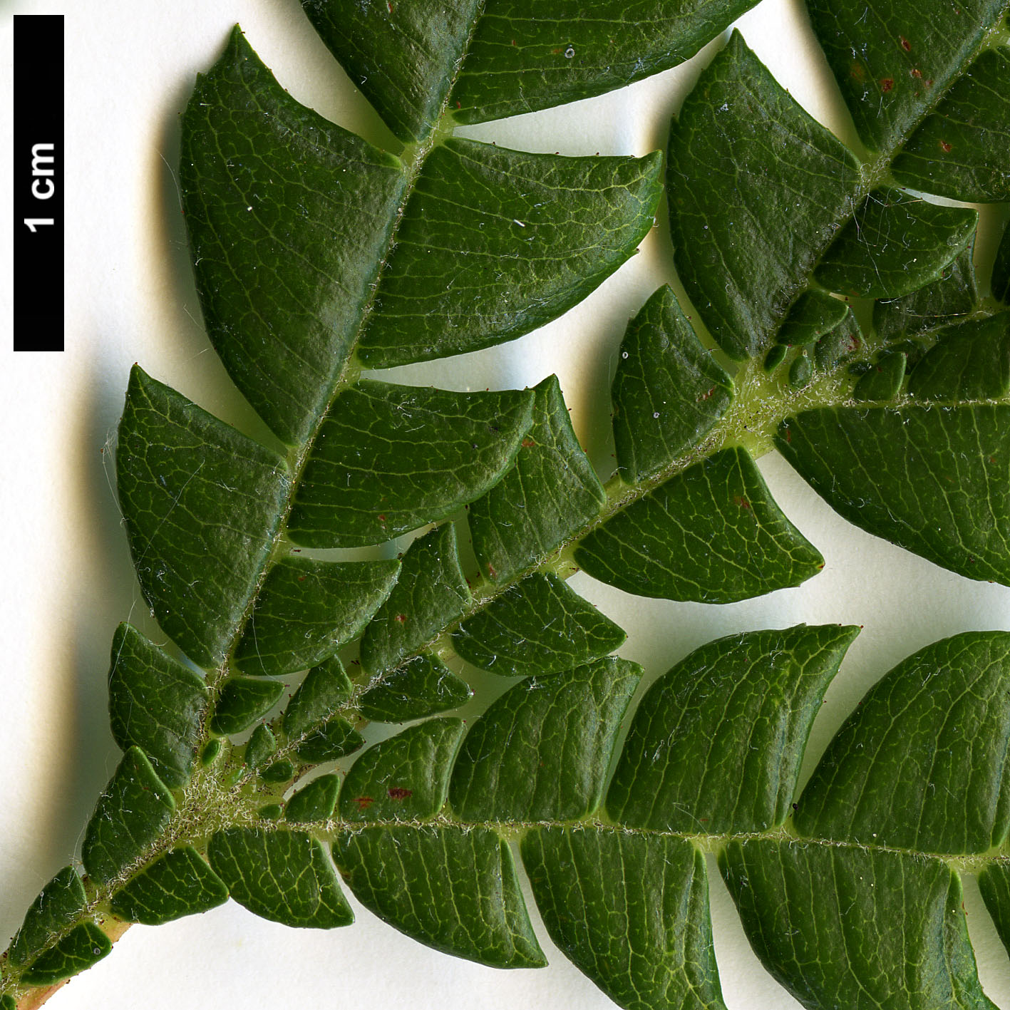 High resolution image: Family: Rosaceae - Genus: Lyonothamnus - Taxon: floribundus - SpeciesSub: var. aspleniifolius High resolution image: Family: Rosaceae - Genus: Lyonothamnus - Taxon: floribundus - SpeciesSub: var. aspleniifolius